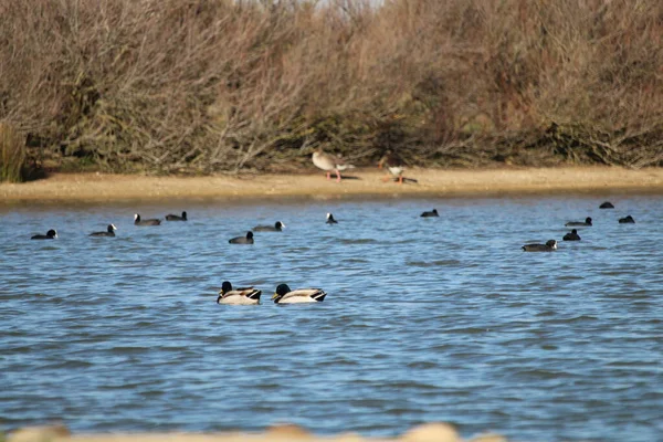 Freedom precious ducks in living life to its wide