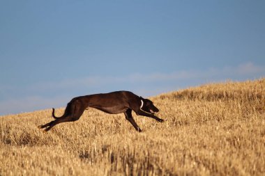 Mekanik tavşan yarışında İspanyol tazı kırsalda