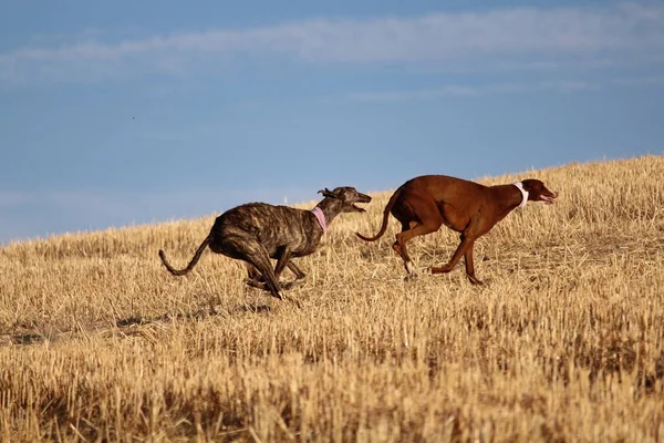 Galgo Español Carrera Liebre Mecánica Campo —  Fotos de Stock