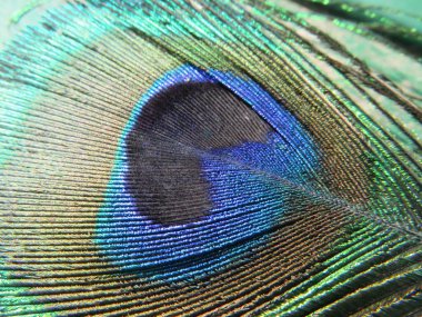 Uzun tüylerin muhteşem parlak renklerinden oluşan güzel tavus kuşu.