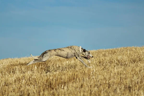Mekanik tavşan yarışında İspanyol tazı kırsalda