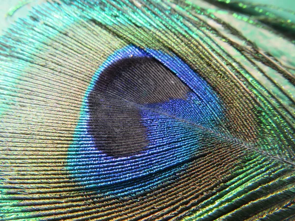 Uzun tüylerin muhteşem parlak renklerinden oluşan güzel tavus kuşu.