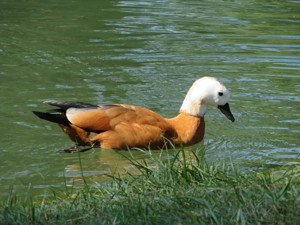 Beautiful Duck Beautiful Colors Swimming River — Stock Photo, Image