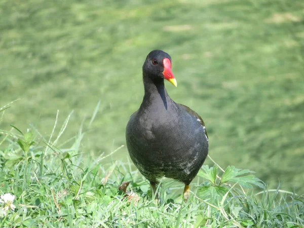 Vacker Röd Fakturerad Svart Fågel Som Vet Hur Man Simmar — Stockfoto