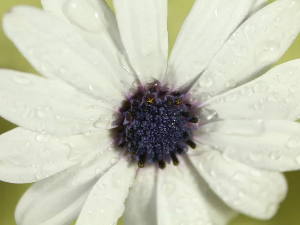 Bellissimi Petali Fiori Colore Bianco Aroma Naturale — Foto Stock