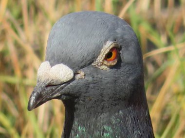 Güzel güvercin fotoğraf için yoğun renklerle poz veriyor.