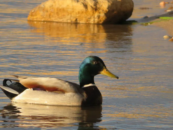 Hayvan kuş yüzer kalem renkleri su uçar