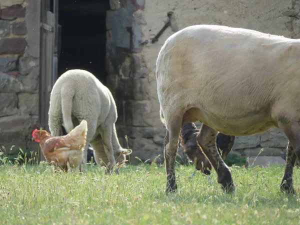 Koyun Evcil Hayvan Yünü Güzel Eti — Stok fotoğraf