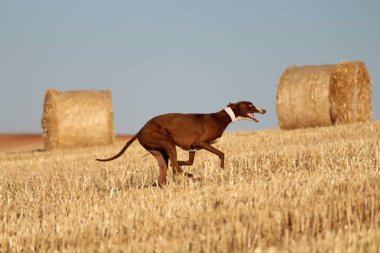 Mekanik tavşan yarışında İspanyol tazı kırsalda