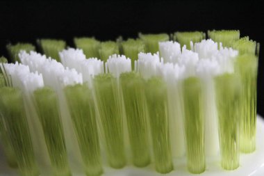 Ağız fırçası diş macunu diş temizliği bakımı