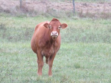 Çok güzel ve büyük bir ineğin güzel resmi.