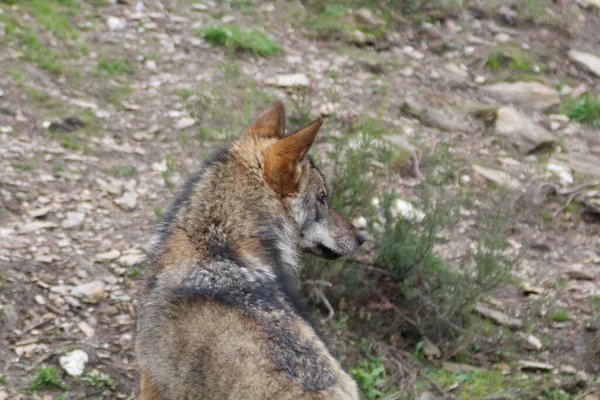 Beaux Loups Ibériques Dans Montagne Jouant Dans Troupeau Préparant Chasse — Photo