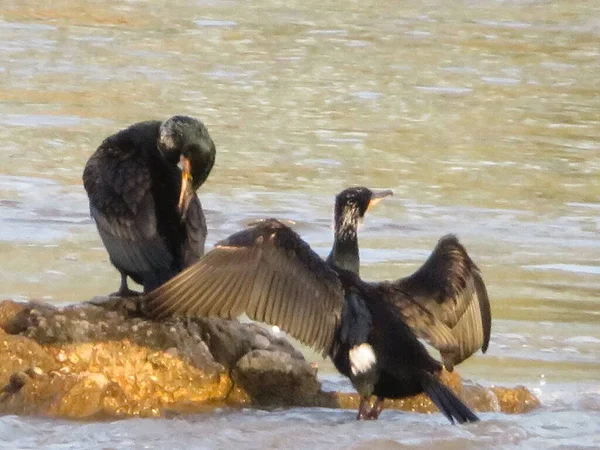 Corvo Preto Pássaro Pesca Rio Casal Rocha — Fotografia de Stock