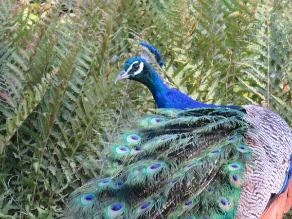 Beautiful Peacock Fantastic Bright Colors Long Feathers — Stock Photo, Image