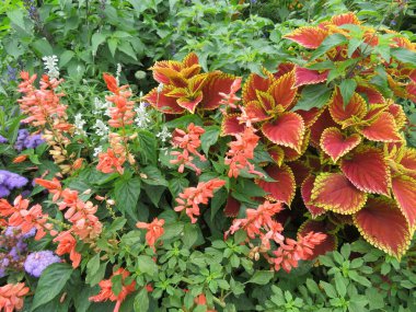güzel doğal renkli çiçekler farklı taze parlak aromalar