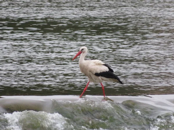 Cigogne Oiseau Plumes Bec Blanc Noir Pêche — Photo