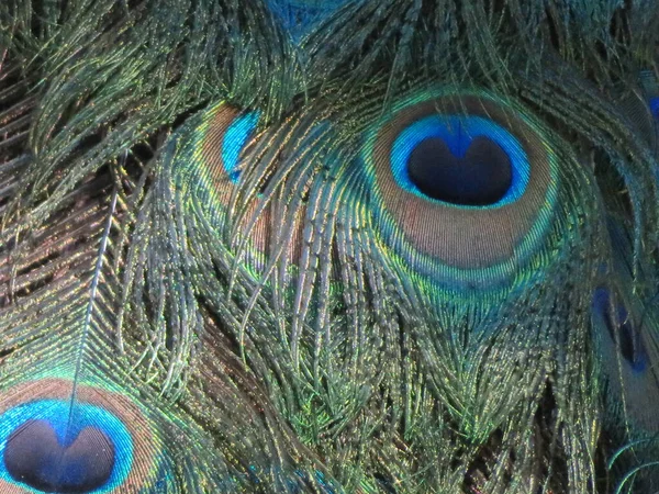 Schöner Pfau Fantastischen Leuchtenden Farben Mit Langen Federn — Stockfoto