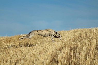 Mekanik tavşan yarışında İspanyol tazı kırsalda