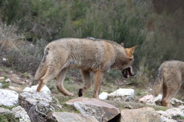 Dağdaki güzel İber kurtları sürüler halinde oynayarak avı hazırlıyorlar.