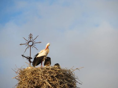 Leylek yuvası kilise dini kuş sembolü beyaz siyah