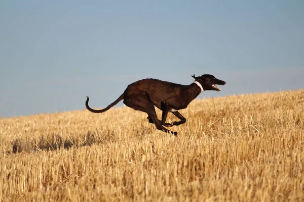 Galgo Español Carrera Liebre Mecánica Campo —  Fotos de Stock