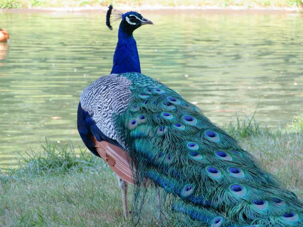 Belo Pavão Cores Brilhantes Fantásticas Penas Longas — Fotografia de Stock