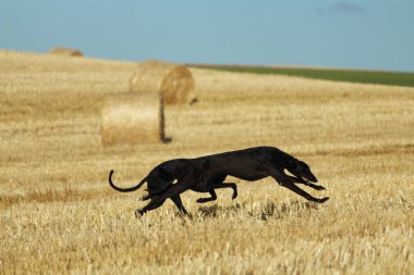 Mekanik tavşan yarışında İspanyol tazı kırsalda