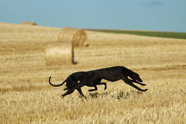 Mekanik tavşan yarışında İspanyol tazı kırsalda
