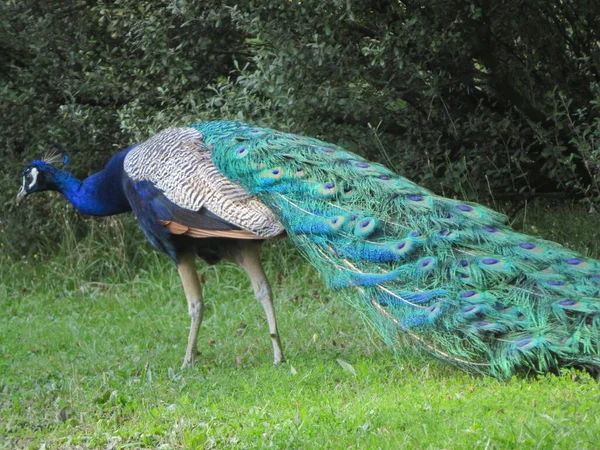 長い羽の素晴らしい明るい色の美しい孔雀 — ストック写真