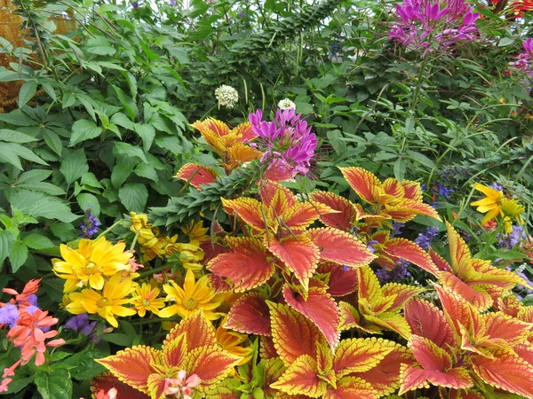 Schöne Natürlich Gefärbte Blüten Verschiedene Frische Leuchtende Aromen — Stockfoto