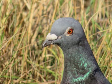 Güzel güvercin fotoğraf için yoğun renklerle poz veriyor.