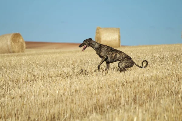 Galgo Español Carrera Liebre Mecánica Campo —  Fotos de Stock