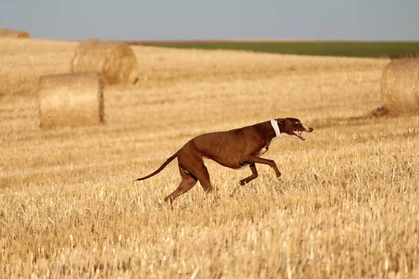 Galgo Español Carrera Liebre Mecánica Campo —  Fotos de Stock