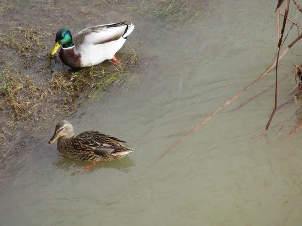 Schöne Bunte Vögel Tolle Schwimmer Und Fischer Auf Dem Fluss — Stockfoto