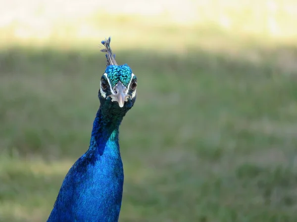 Schöner Pfau Fantastischen Leuchtenden Farben Mit Langen Federn — Stockfoto