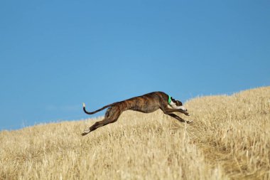 Mekanik tavşan yarışında İspanyol tazı kırsalda