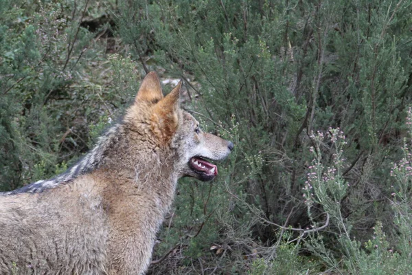 Beautiful Iberian Wolves Mount Playing Herd Preparing Hunt — Stock Photo, Image