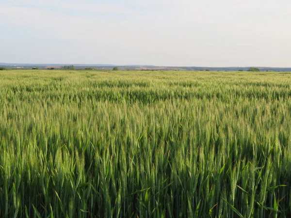 Pole Piękne Zielone Zboża Kolce Naturalne Jedzenie — Zdjęcie stockowe