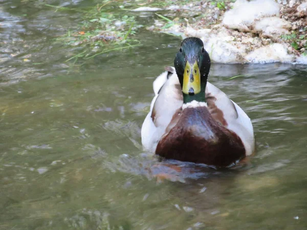 Penas Aves Pato Nadar Cores Animais Pico Caça — Fotografia de Stock