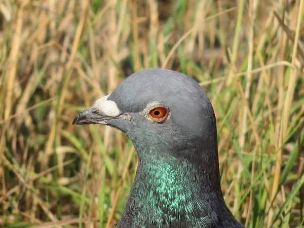 Mooie Duif Poseren Voor Foto Met Intense Kleuren — Stockfoto