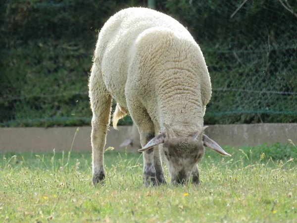 Ovce Domácí Zvíře Vlna Mléko Krásná Tráva Maso — Stock fotografie