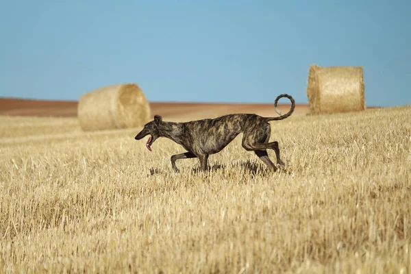 Spanish Greyhound Mechanical Hare Race Countryside — Stock Photo, Image