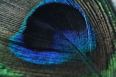 Renkli mavi tüylü güzel tavus kuşu tüyü