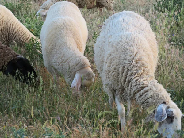 Schapenlammeren Wol Dierlijke Melk Natuurlijk Vlees Boerderij — Stockfoto