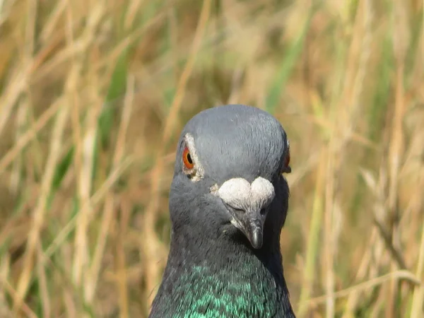 색깔의 사진을 아름다운 비둘기 — 스톡 사진