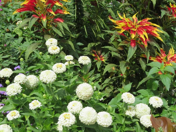 Mooie Natuurlijk Gekleurde Bloemen Verschillende Frisse Lichtgevende Aromaten — Stockfoto