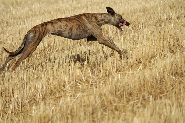 Galgo Español Carrera Liebre Mecánica Campo —  Fotos de Stock