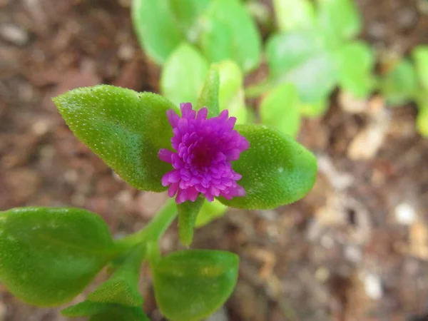 Pequeño Color Flor Púrpura Hermoso Aroma Delicado — Foto de Stock