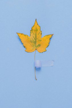 Mavi arka planda sarı yaprak. Nesne fotoğrafçılığı. Hayat konsepti.