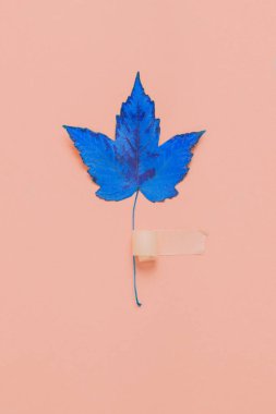 Bej arka planda mavi yaprak. Nesne fotoğrafçılığı. Hayat konsepti.